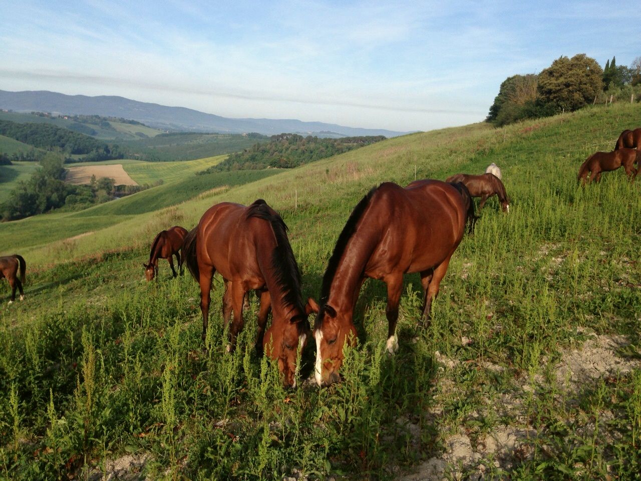 agriturismo-con-cavalli-1