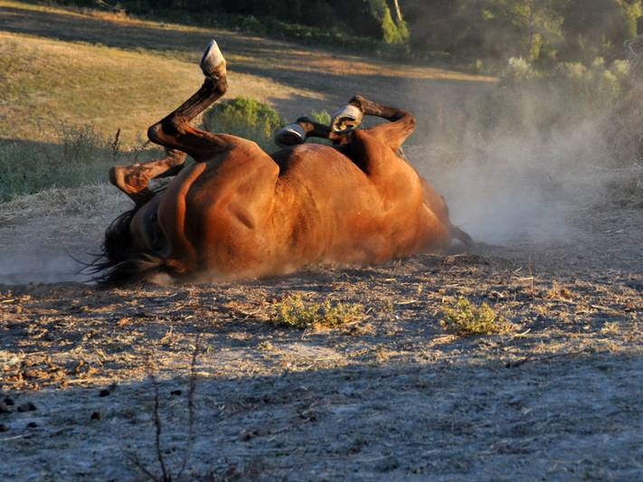 reiturlaub-mit-artgerechter-pferdehaltung3